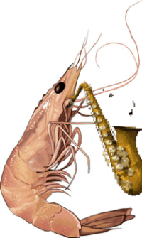 Shrimp